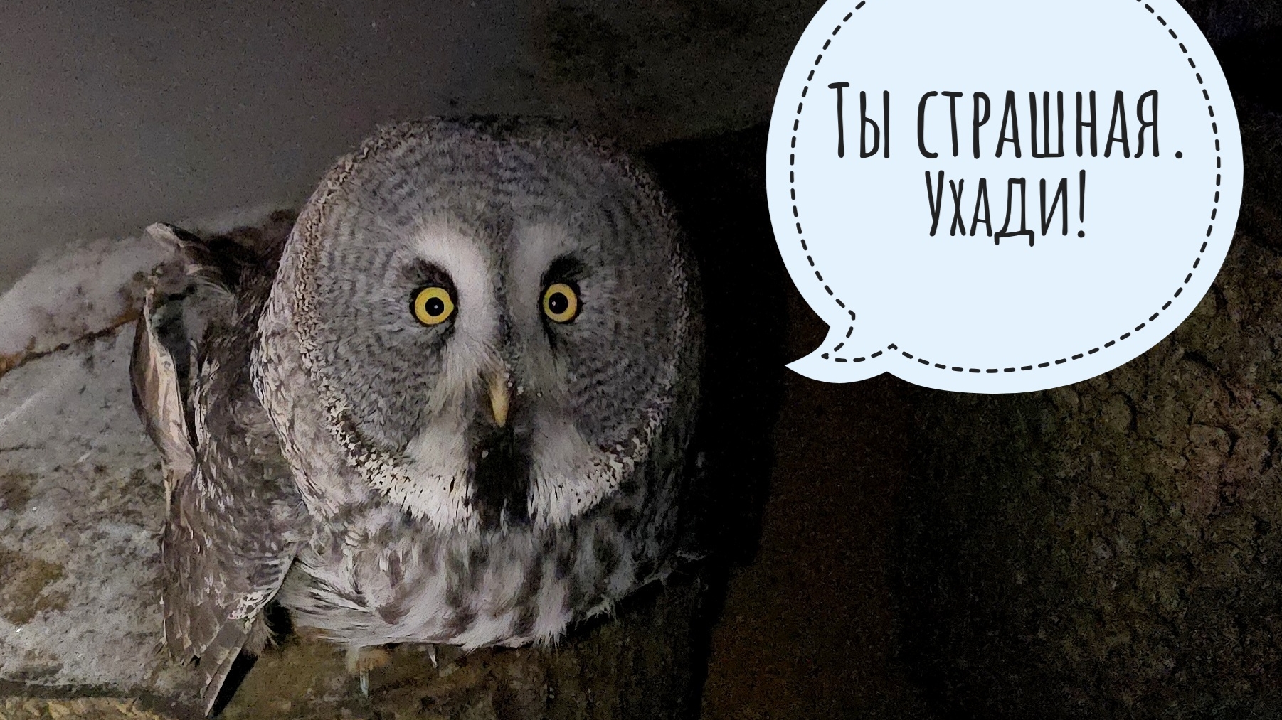 Совы морозятся, я хожу их проверяю. Сова Кофи не реагирует на генератор. Греюсь в цветочне смотреть онлайн