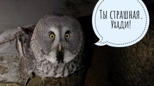 Совы морозятся, я хожу их проверяю. Сова Кофи не реагирует на генератор. Греюсь в цветочне