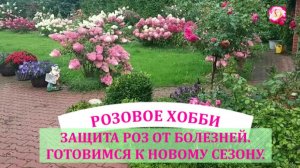 КАК ЗАЩИТИТЬ РОЗЫ ОТ БОЛЕЗНЕЙ