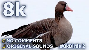 8K видео с водоплавающими птицами и реальным звуком #8kBirds 2