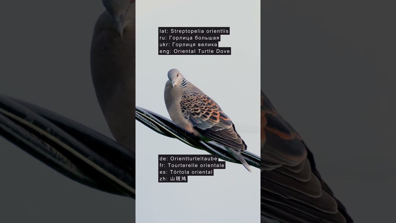 Горлица Большая - Голос ♫ #голосаптиц #shorts смотреть онлайн