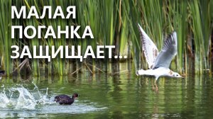 Редчайшая птица Московской области свила гнездо. Малая поганка, 2020 г.