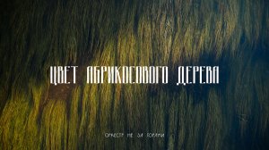 Оркестр не за горами – Цвет абрикосового дерева