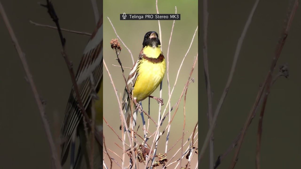 Дубровник - Голос ♫ #голосаптиц #shorts смотреть онлайн