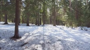 Плотина в лесной сказке (пвд 06.04.2024)