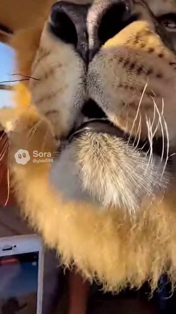 Мы думали — это конец… но он просто хотел любви 🦁❤️