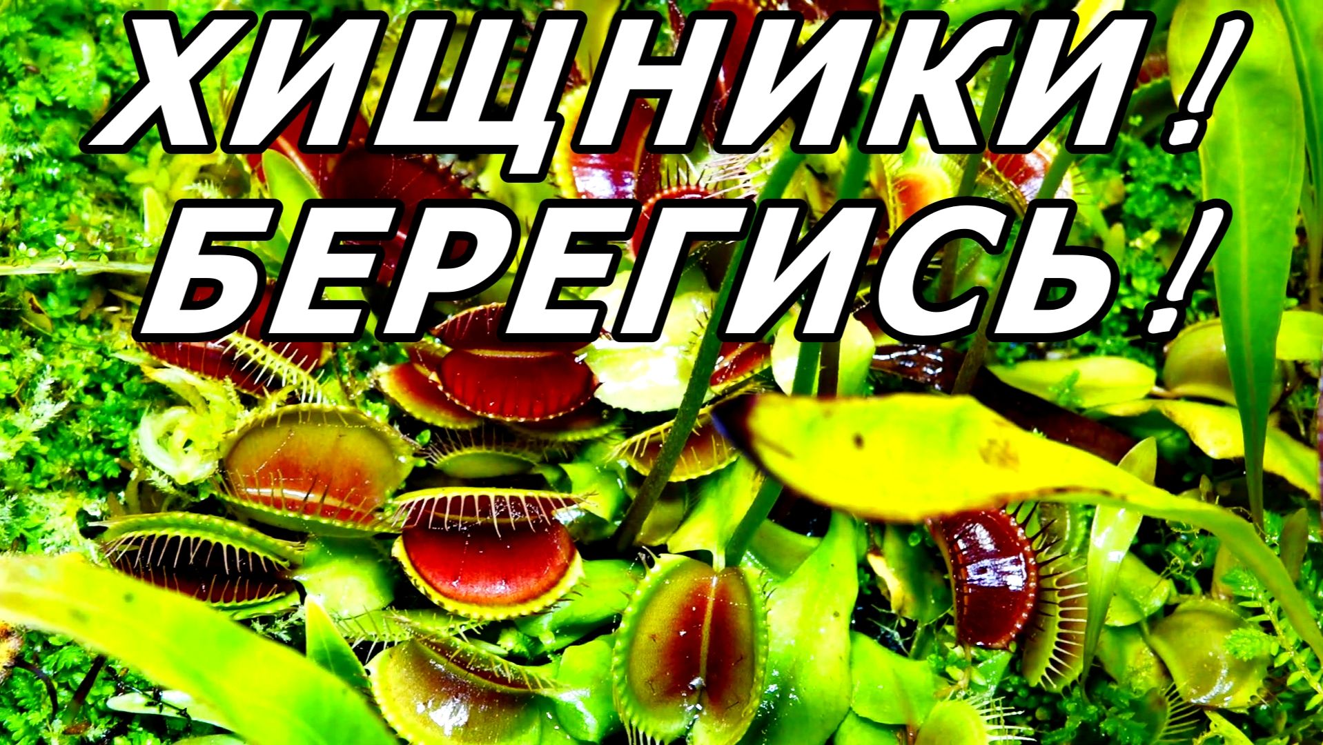 ХИЩНОЕ БОЛОТО ПОСЕТИЛА! ПАЛЬМОВАЯ ОРАНЖЕРЕЯ. АПТЕКАРСКИЙ ОГОРОД. МОСКВА.17 ДЕКАБРЯ 2025 ГОДА. смотреть онлайн