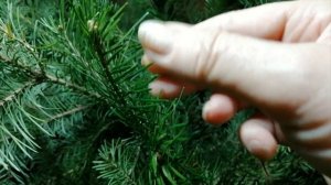 Ель и пихта, чем они отличаются