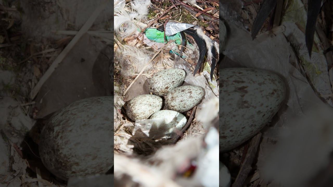 Грач ГНЕЗДО ♫ #гнездаптиц #shorts смотреть онлайн