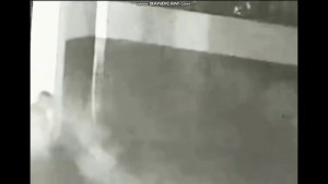 Криптиды реально существуют. Вот они