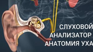 Анатомия уха и анализатор слуха. Как сохранить слух в современном мире? Проверка слуха