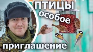 Как привлечь птиц в кормушки?