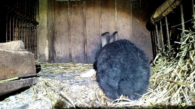 Маленький кролик ужинает