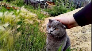 Всё как обычно