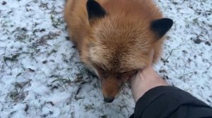 Лиса-Алиса. Утренняя послушная лиса