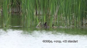 Тест цифрового приближения Canon 90D в режиме видео на 600мм