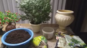 Как и когда пересаживать мирт.