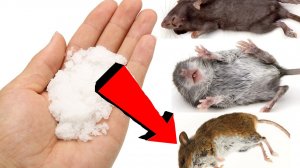 Как избавиться от мышей и крыс навсегда За 3 Секунды...!!!!!!!!!!