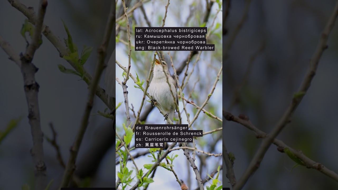 Камышовка Чернобровая - Голос ♫ #голосаптиц #shorts смотреть онлайн