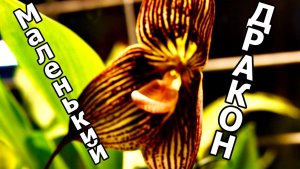 ЗДРАВСТВУЙ, МАЛЕНЬКИЙ ДРАКОН! ОРХИДЕЯ DRACULA VAMPIRA В АПТЕКАРСКОМ ОГОРОДЕ . МОСКВА.17 ДЕКАБРЯ 2025