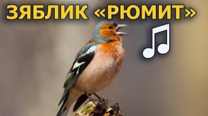 Певцы апреля – вариации голосов //Берёзовый сок: День #7 // #ГолосаПтиц 8