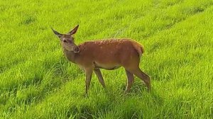 Благородные Европейские олени в начале лета