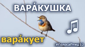 Варакушка и Каменка вступают в птичий хор #ГолосаПтиц 12