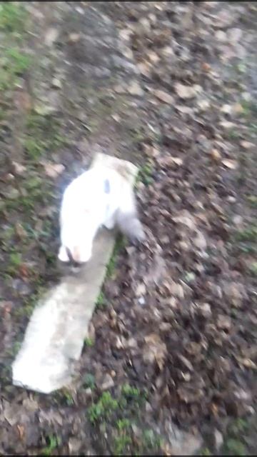 кошка есть куст