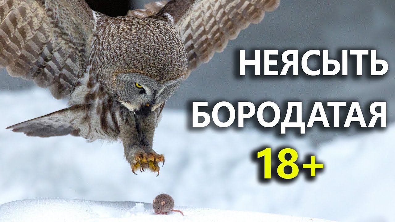 Бородатый репортаж. Дневник натуралиста 25-27 февраля 2024 г. смотреть онлайн