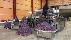 Работа 12-канальной весовой станции в тандеме с двумя упаковщиками в сетку Рашель.