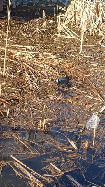 Белолобка смотреть онлайн