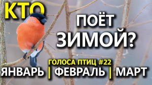 Какие птицы поют зимой и в марте? #ГолосаПтиц 22