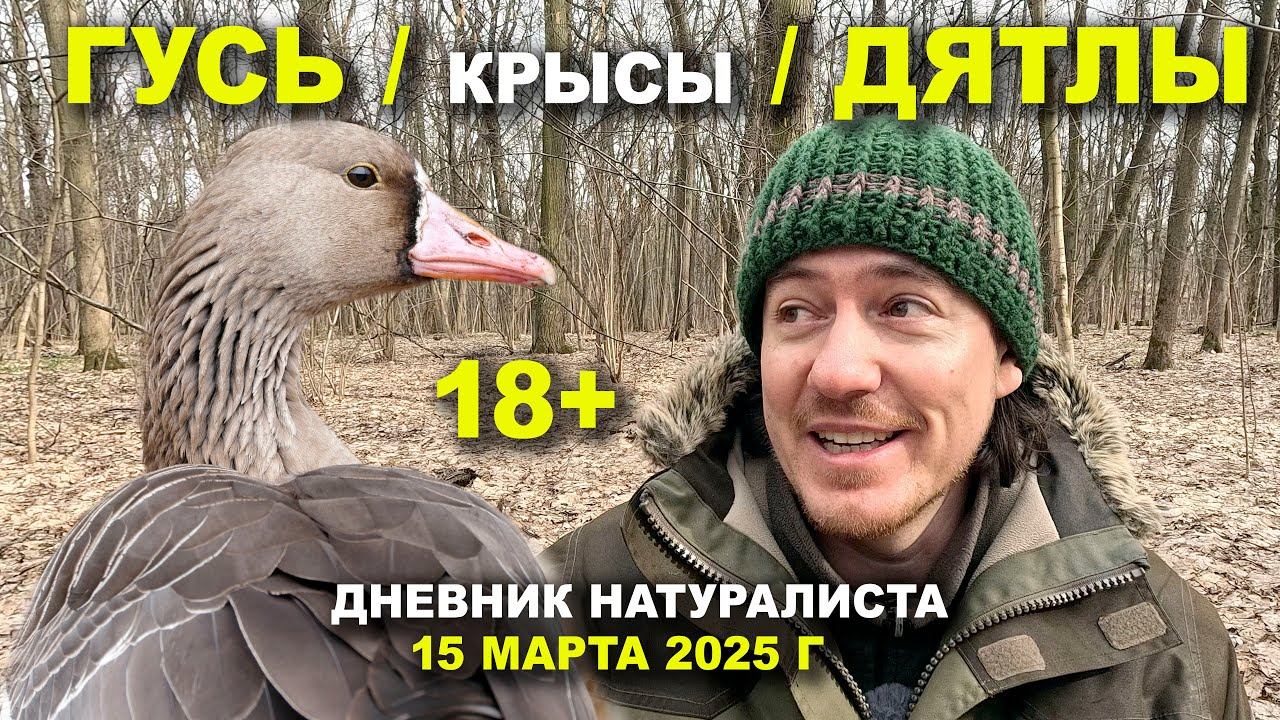 Дневник натуралиста. 15 марта 2025 г. Крысы. Дятлы. Гусь и Утки. смотреть онлайн