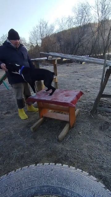 Кинолог Игорь Алтайский. Дрессировка с передержкой.