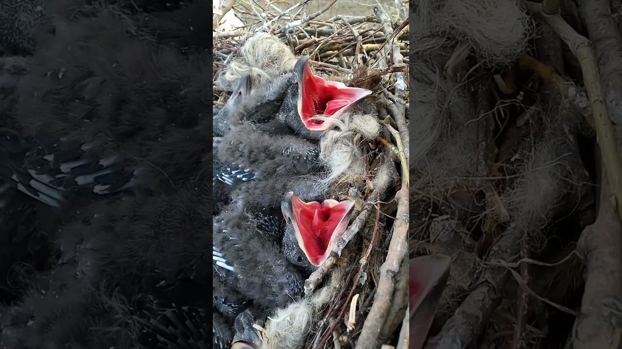 Гнездо ворона черного #short #birdnest смотреть онлайн