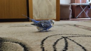 Играем на MetaHvh + вебка