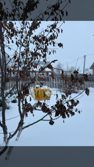 Съедобная кормушка для птиц смотреть онлайн