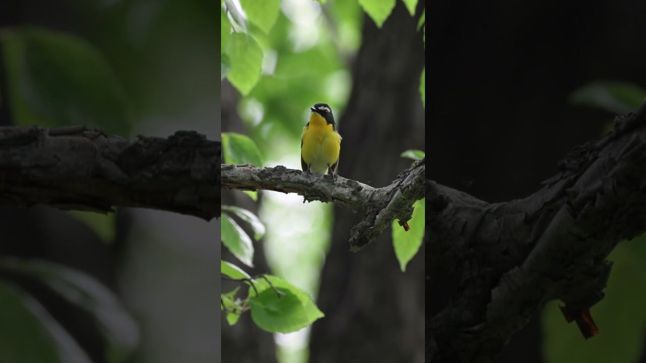 Мухоловка Желтоспинная - Голос ♫ #голосаптиц #shorts смотреть онлайн