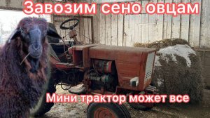 Кормление овец зимой. Овцеводство как бизнес