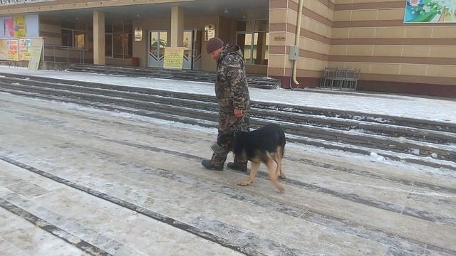 Как социализировать собаку? Кинолог Игорь Алтайский.