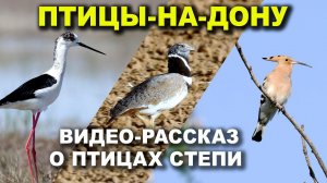 Птицы-на-Дону