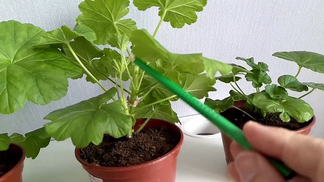 Формирование куста пеларгонии. Часть 1 - прищипка пеларгоний смотреть онлайн