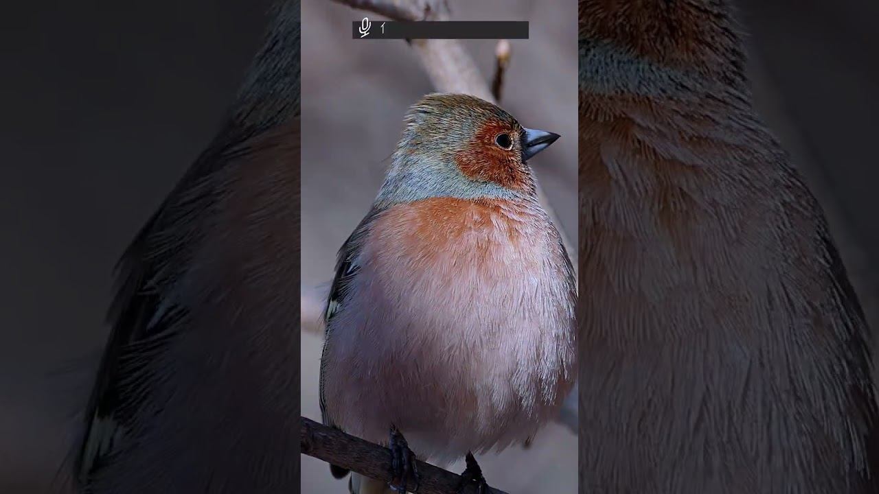 Зяблик ♂. Песня. 2024 03 27 #голосаптиц #shorts смотреть онлайн