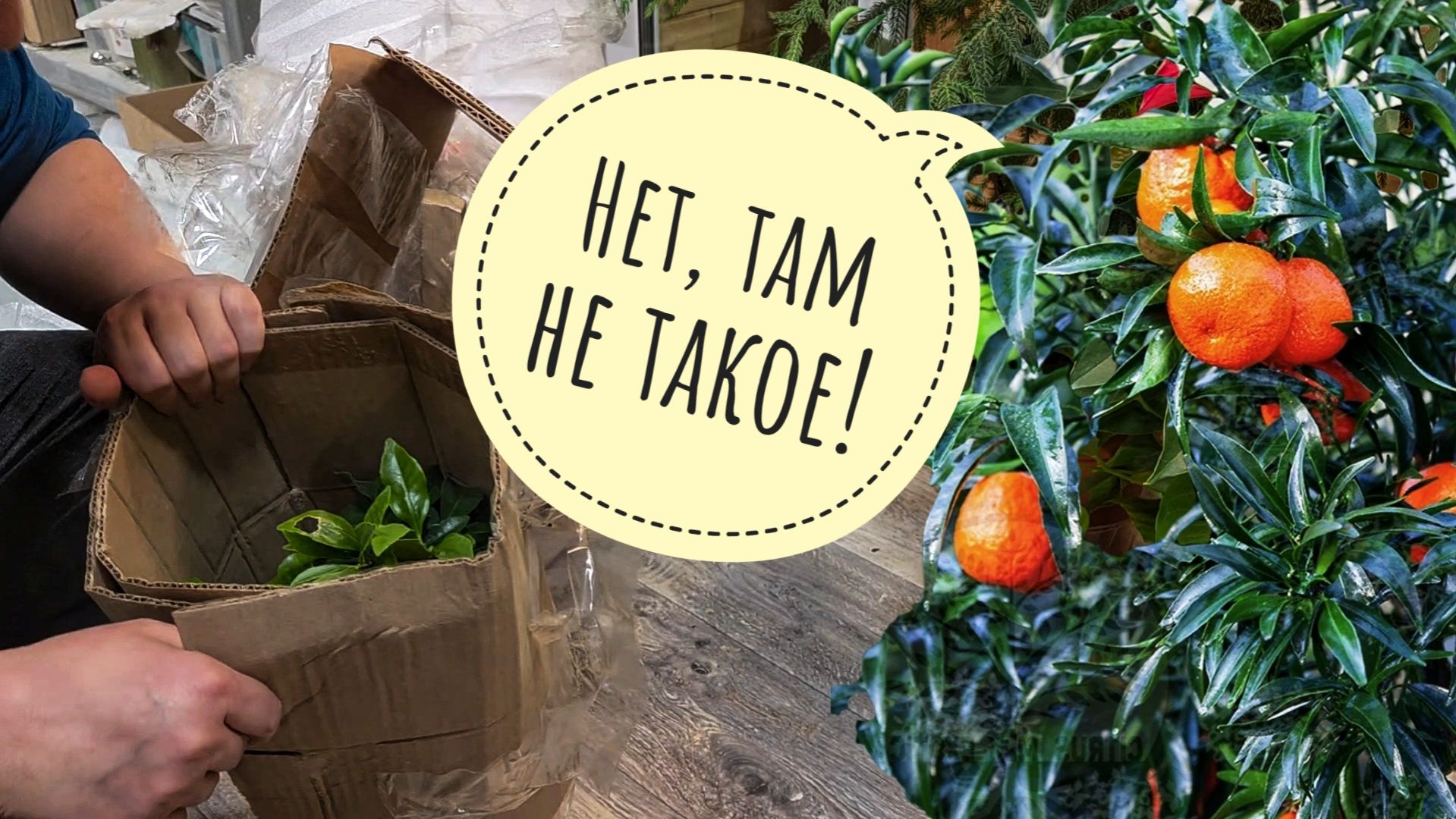 Прибыла та самая посылка с отмороженными деревьями цитрусов! Тревожная распаковка: как доехали?! смотреть онлайн