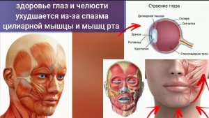 Падает зрение, проблемы с мышцами челюсти? Виноваты мышцы рта, цилиарная мышца глаза. Упражнения