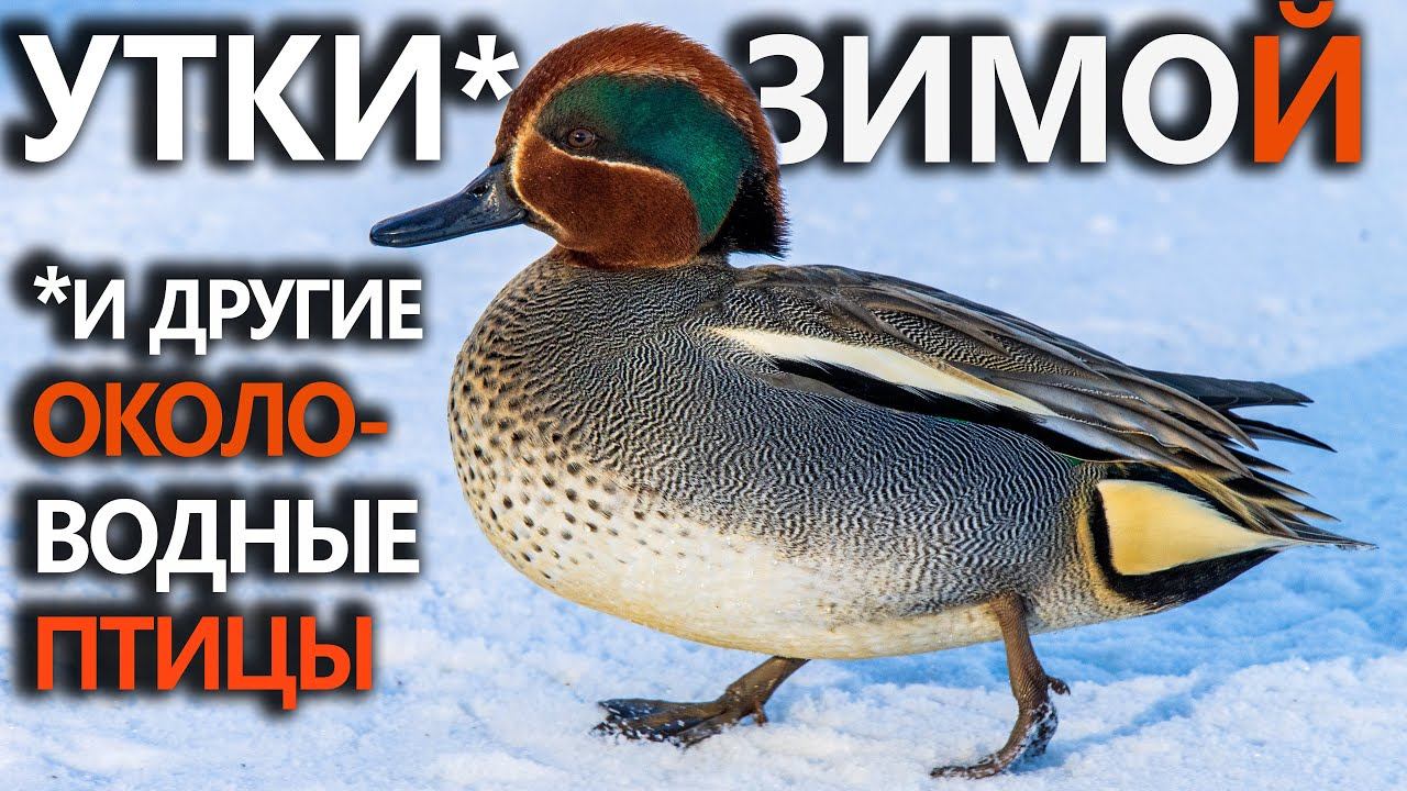 Зимующие водоплавающие птицы смотреть онлайн
