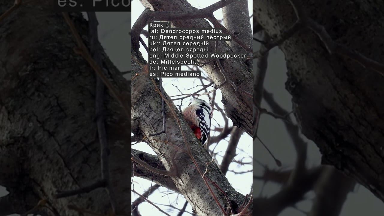 Дятел Средний Пестрый - Голос - Крик 2024 03 04 #голосаптиц #shorts смотреть онлайн
