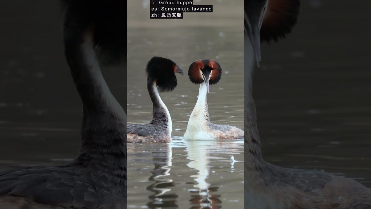 Чомга - Голос ♫ #голосаптиц #shorts смотреть онлайн