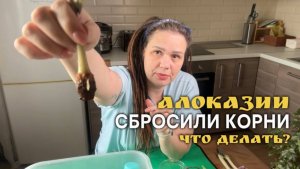 АЛОКАЗИЯ сбросила корни. Пересадка растений | Декабрь 2025