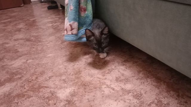 котёнок муся